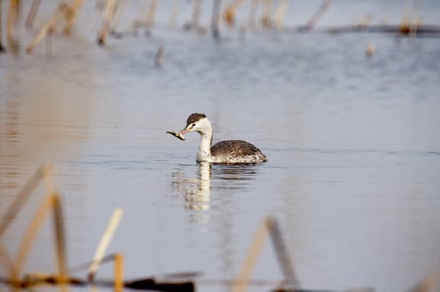 Iran Birding Tour – From Hyrcanian Forests To The Central Deserts Of Iran