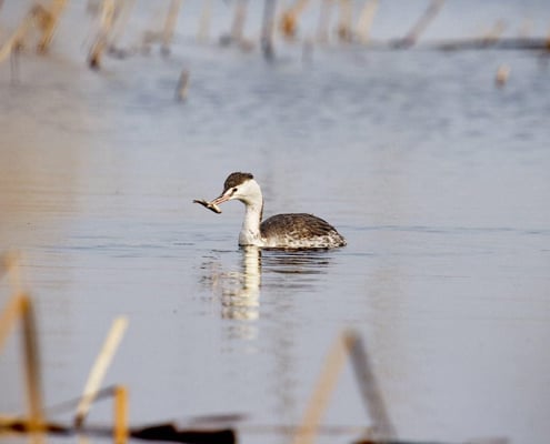 Iran Birding Tour – From Hyrcanian Forests To The Central Deserts Of Iran