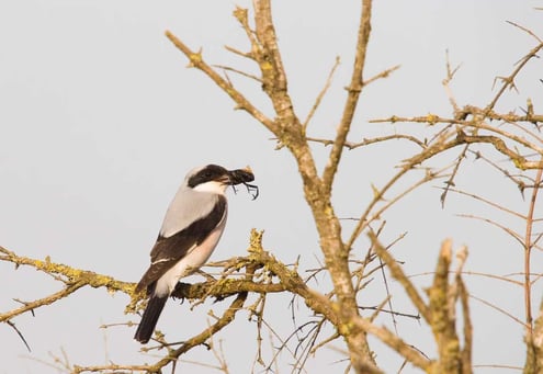 Iran Birding Tour – From Hyrcanian Forests To The Central Deserts Of Iran