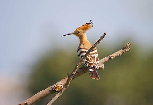 Iran Birding Tour – From Hyrcanian Forests To The Central Deserts Of Iran