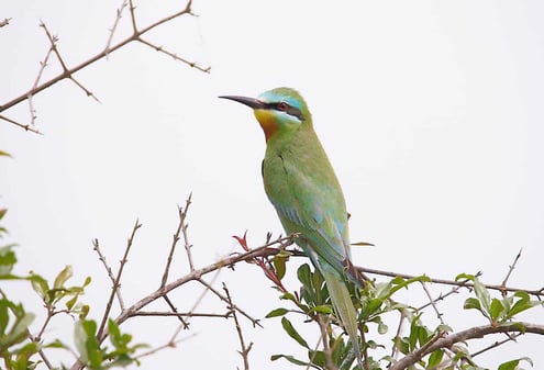 Iran Birding Tour – From Hyrcanian Forests To The Central Deserts Of Iran