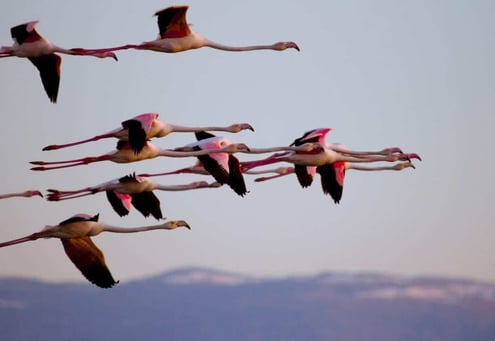 Iran Birding Tour – From Hyrcanian Forests To The Central Deserts Of Iran