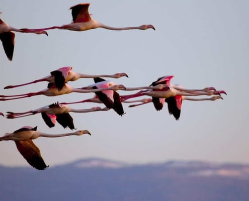 Iran Birding Tour – From Hyrcanian Forests To The Central Deserts Of Iran