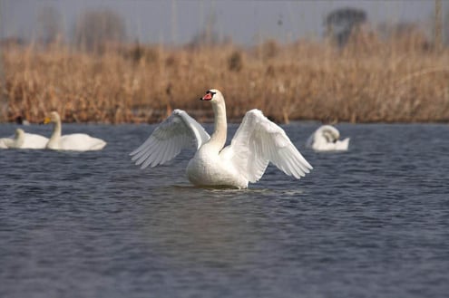 Iran Birding Tour – From Hyrcanian Forests To The Central Deserts Of Iran