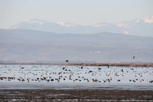 Iran Birding Tour – From Hyrcanian Forests To The Central Deserts Of Iran