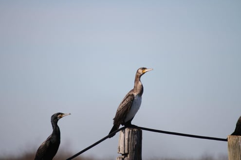 Iran Birding Tour – From Hyrcanian Forests To The Central Deserts Of Iran