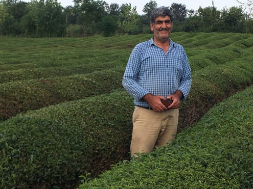 Iran Tea Farm Tours