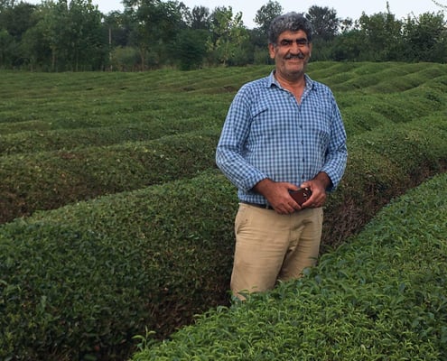 Iran Tea Farm Tours