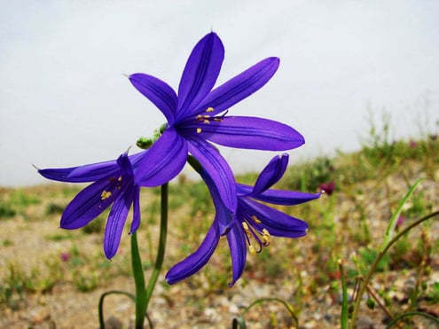 KharTuranNationalParkorTouranWildlifeRefuge Iran