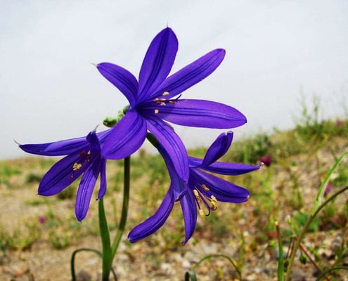 KharTuranNationalParkorTouranWildlifeRefuge Iran