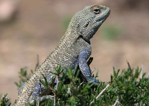 Brilliant ground agama is a species of agamid lizard of the Agamidae