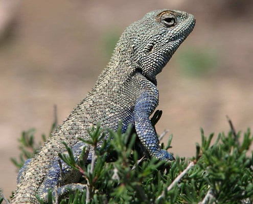 Brilliant ground agama is a species of agamid lizard of the Agamidae