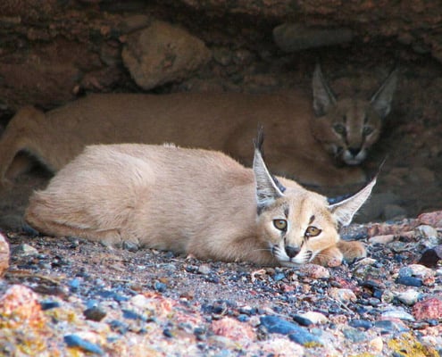 The Caracal is one of the small felid species and secretive animal in Iran
