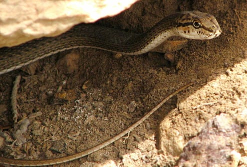 Schokari Sand Racer in the Khar Turan National Park , Shahrood, Semnan, Iran