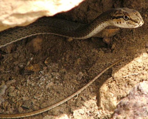 Schokari Sand Racer in the Khar Turan National Park , Shahrood, Semnan, Iran