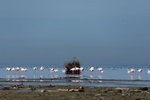 Iran Birding Tours