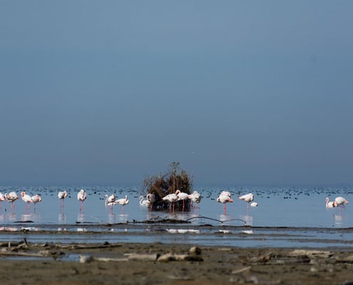 Iran Birding Tours