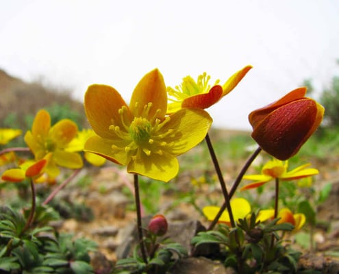 KharTuranNationalParkorTouranWildlifeRefuge Iran