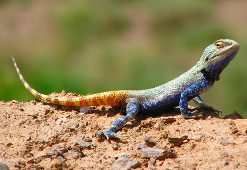 Brilliant ground agama in the Khar Turan National Park