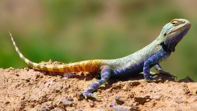 Turan National Park or Khar Turan National Park