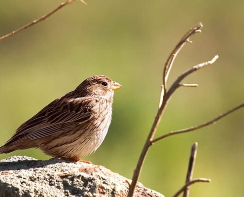 Miankaleh Peninsula Bird Watching