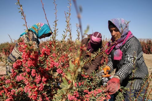 Iran Saffron & Barberry Tour