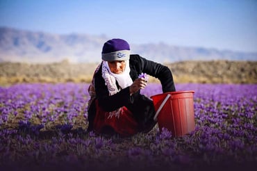 Iran Saffron & Barberry Tour