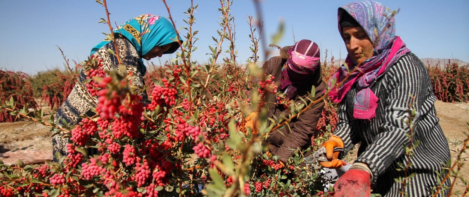 Iran Saffron & Barberry Tour