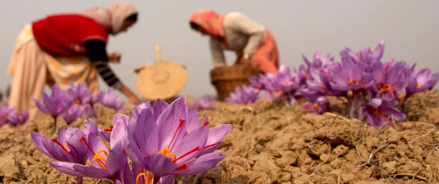 Iran Saffron & Barberry Tour