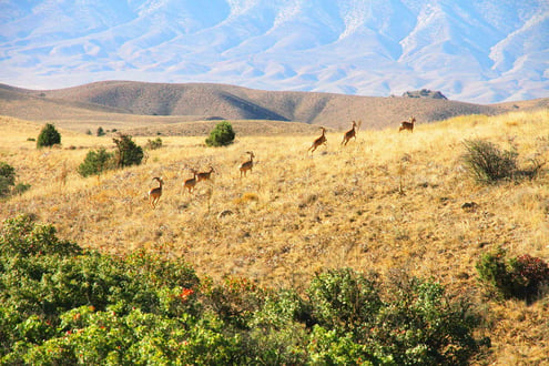 Golestan National Park Tour with SURFIRAN