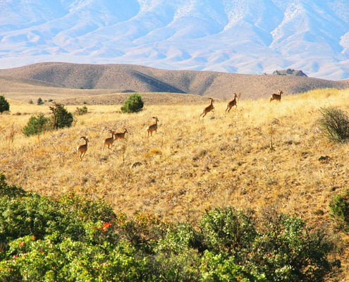 Golestan National Park Tour with SURFIRAN