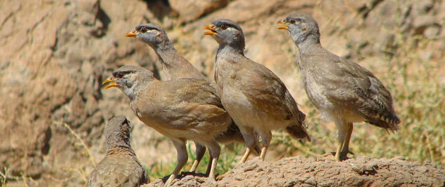 Iran Bird Watching Tours – Iran Birding Tours