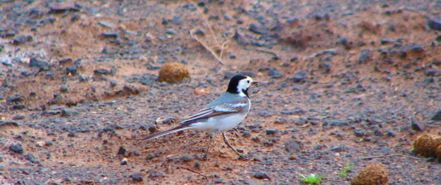 Iran Bird Watching Tours – Iran Birding Tours