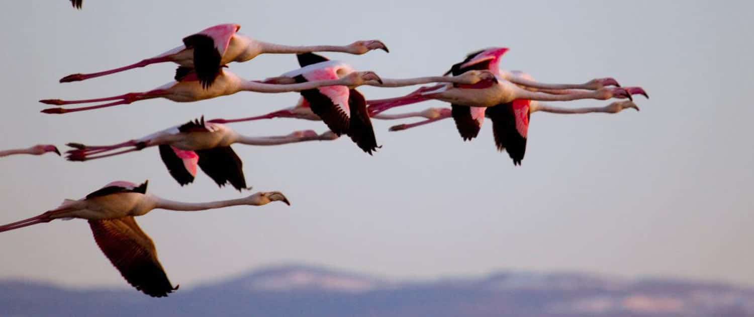 Iran Bird Watching Tours Iran Birding Tours