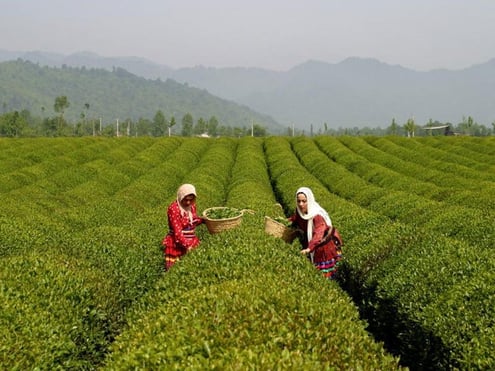 Tea Tasting Tour in Iran