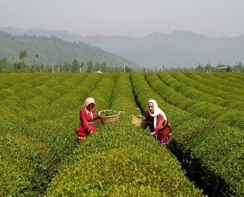 Tea Tasting Tour in Iran