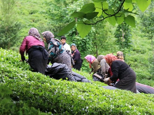 Iran tea tasting tour