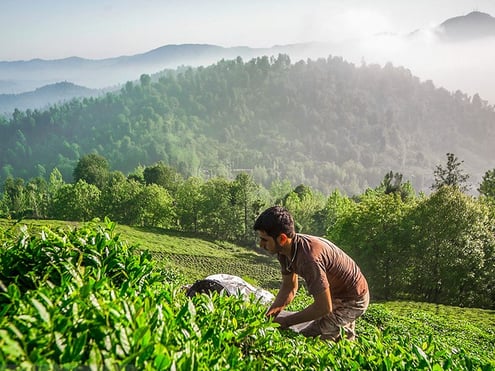 Iran Tea Tasting Tour