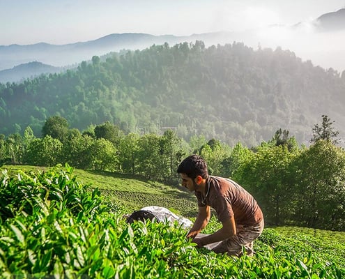 Iran Tea Tasting Tour