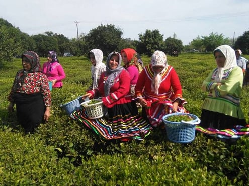 Iran Tea Tasting Tour