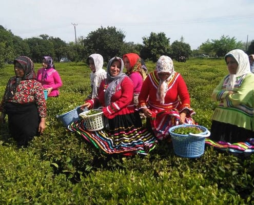 Iran Tea Tasting Tour