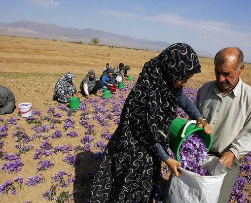 Iranian Saffron Tour