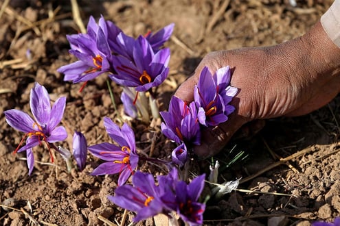 Iranian Saffron Tour