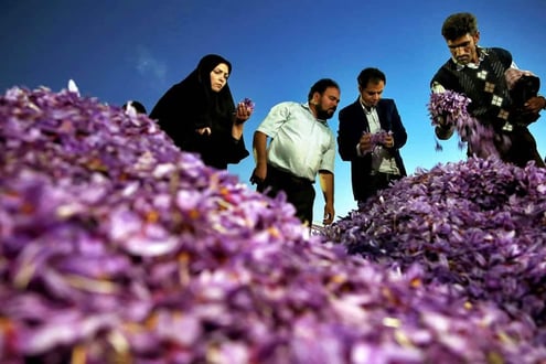 Iranian Saffron Tour