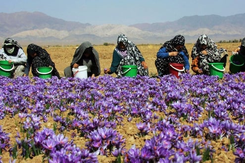 Iranian Saffron Tour