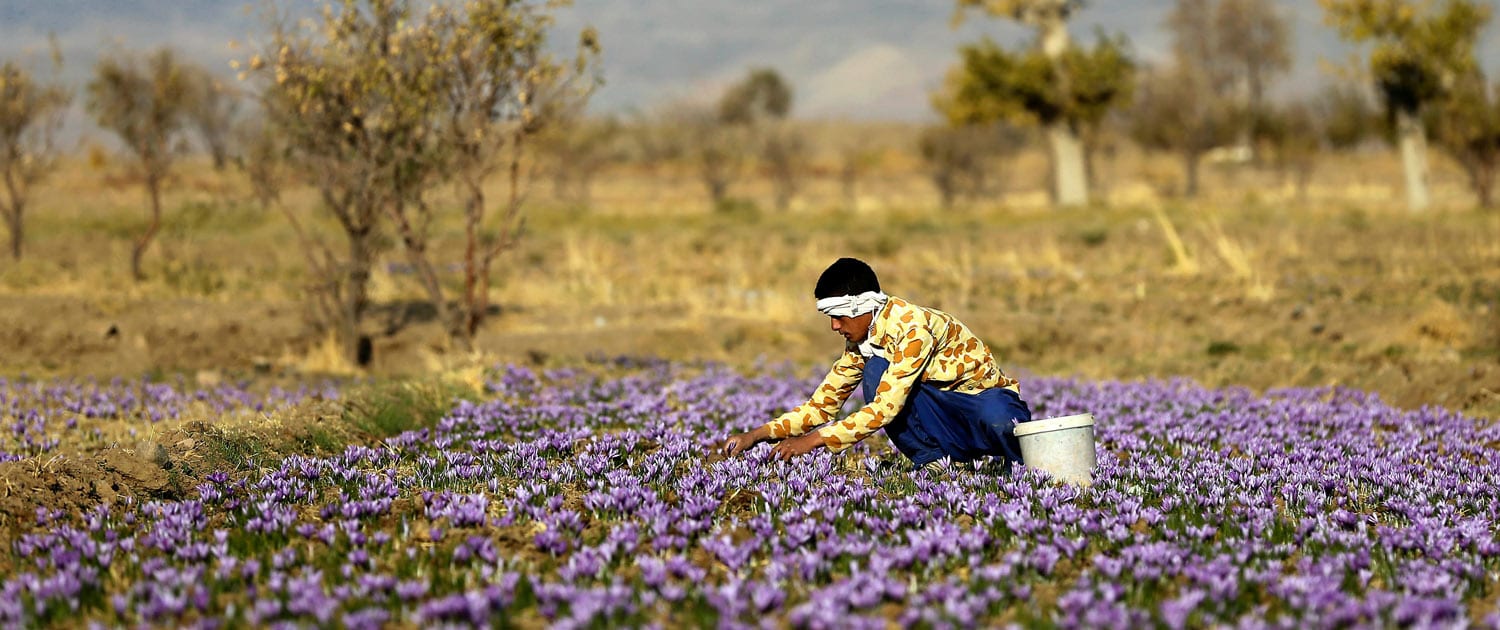 Iranian Saffron Tour