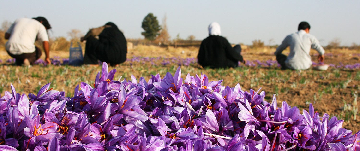 Iranian Saffron Tour