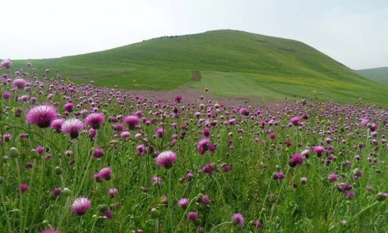 Springtime in Mugan Plain, The Lost Paradise of Ardabil, Iran – SURFIRAN