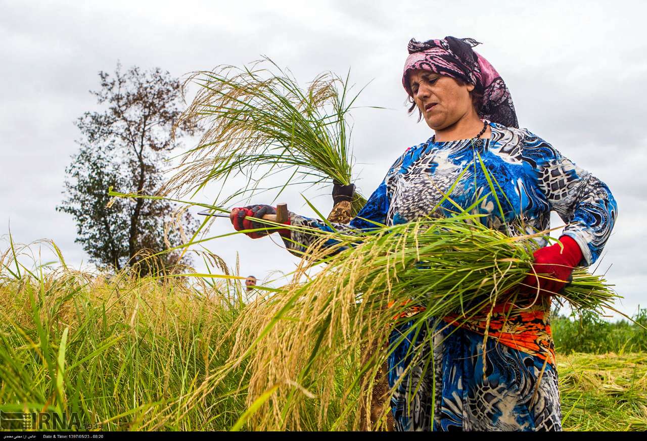 Among The Rice Paddies Of Iran Gilan's Rice Season Among The Rice Paddies Of Iran Gilan's Rice Season