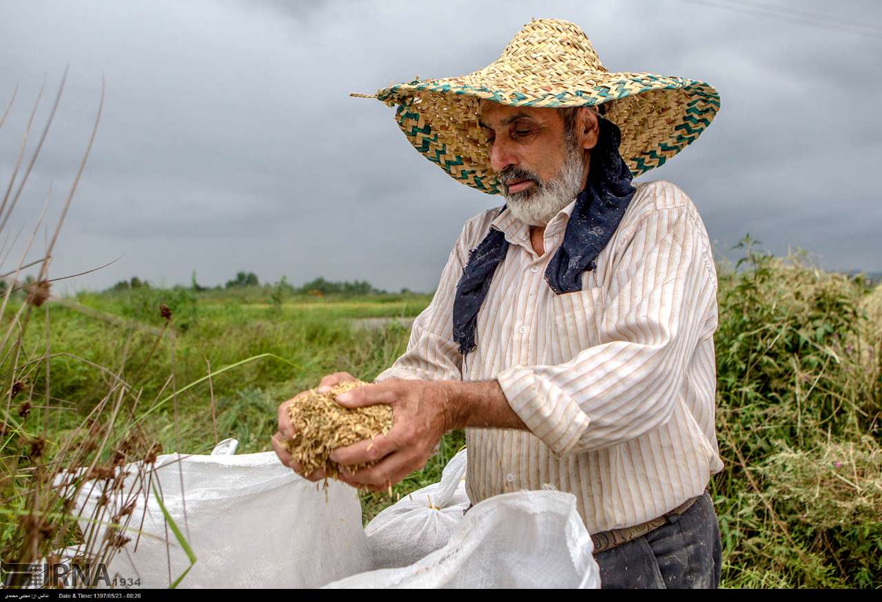 Among The Rice Paddies Of Iran Gilan's Rice Season Among The Rice Paddies Of Iran Gilan's Rice Season